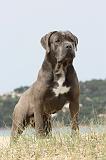 CANE CORSO 185
